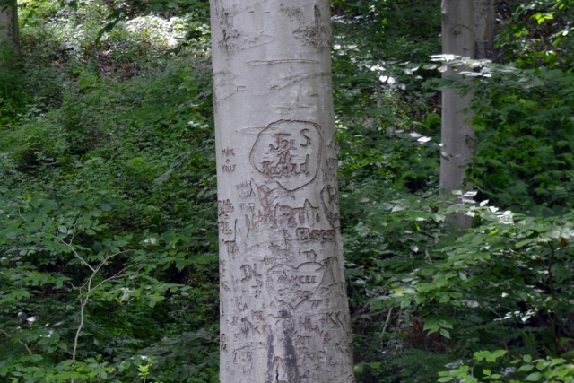 Tree with names carved into it