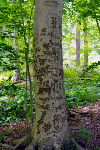 Tree with names carved into it
