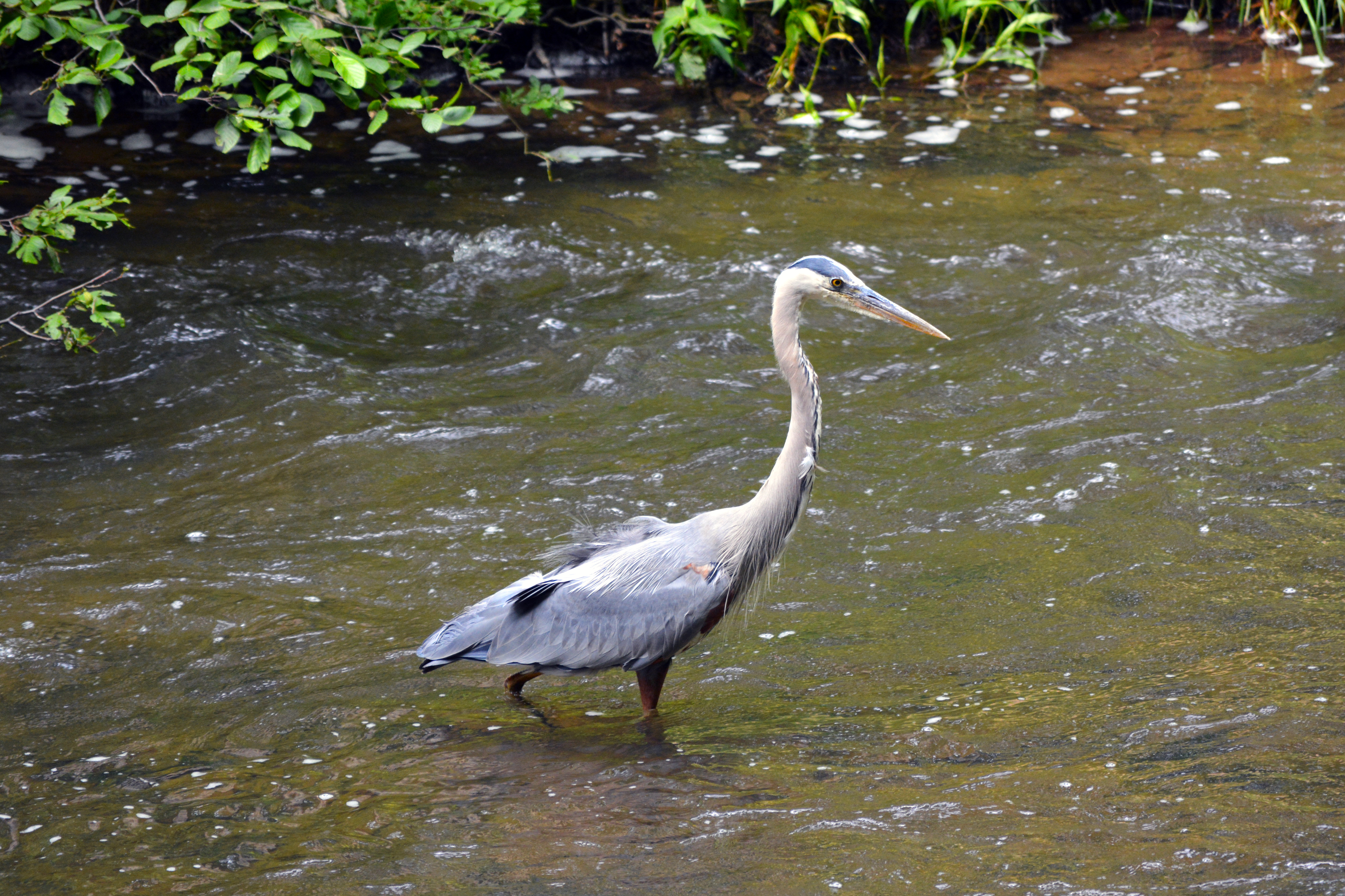 Great Blue Heron fishing in a stream