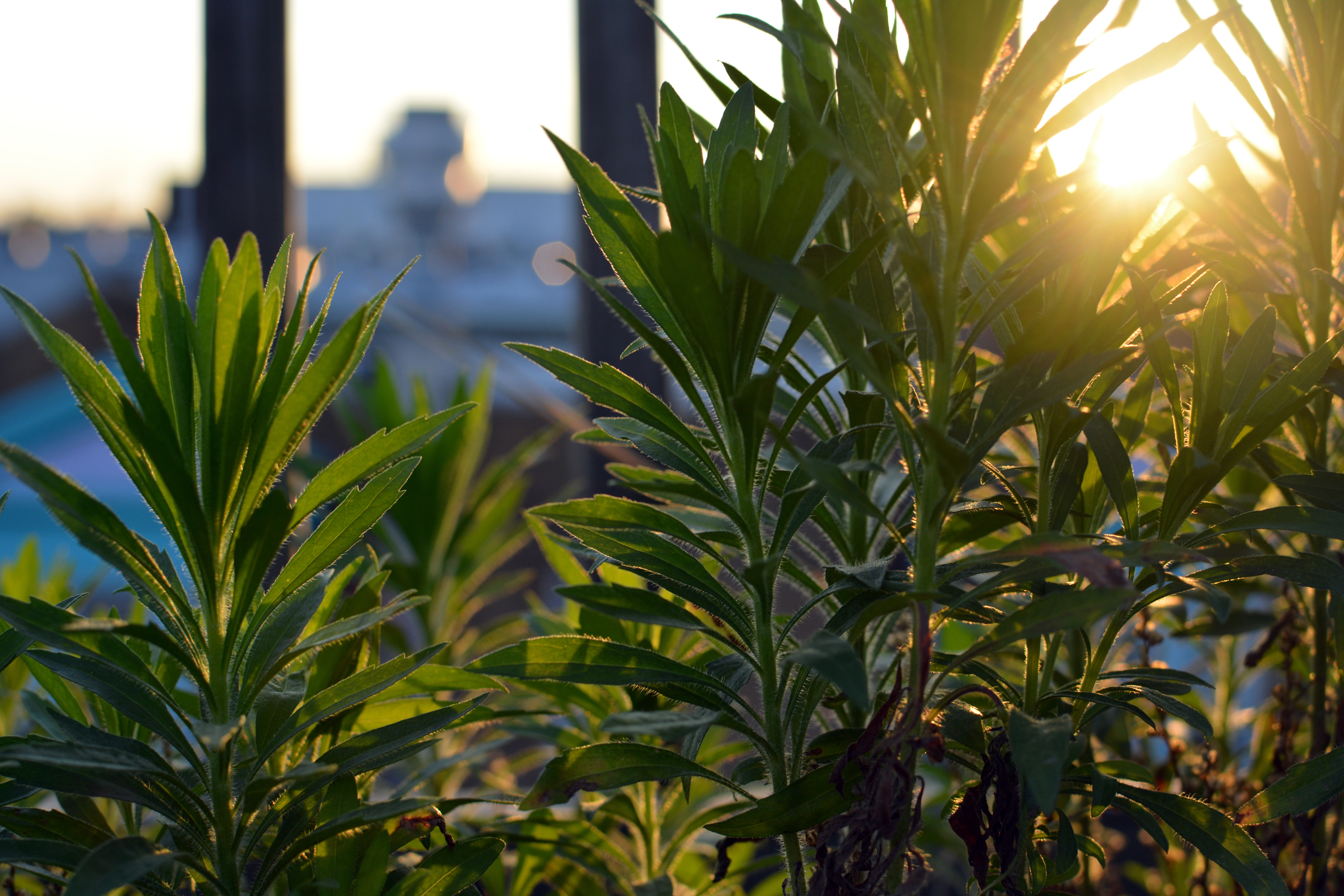 Plants with the sunset in the background