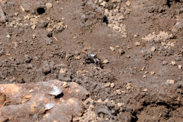 A small crab in the dirt