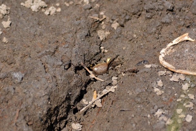 A small crab burrows in dirt