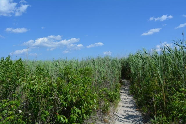 A path through tall grass to the beach