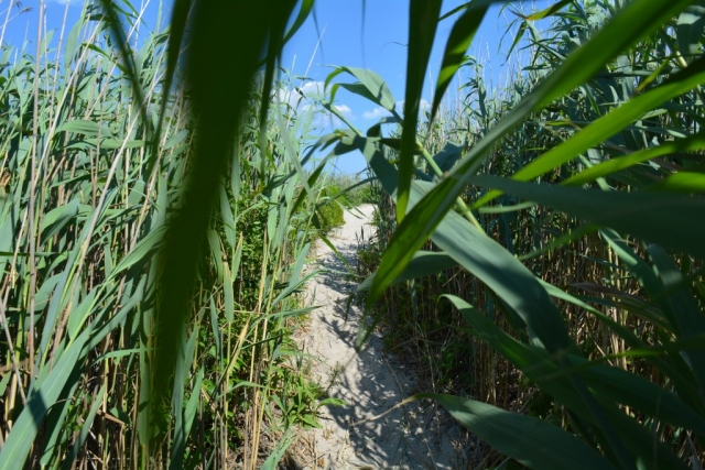 A path to the beach through tall grass