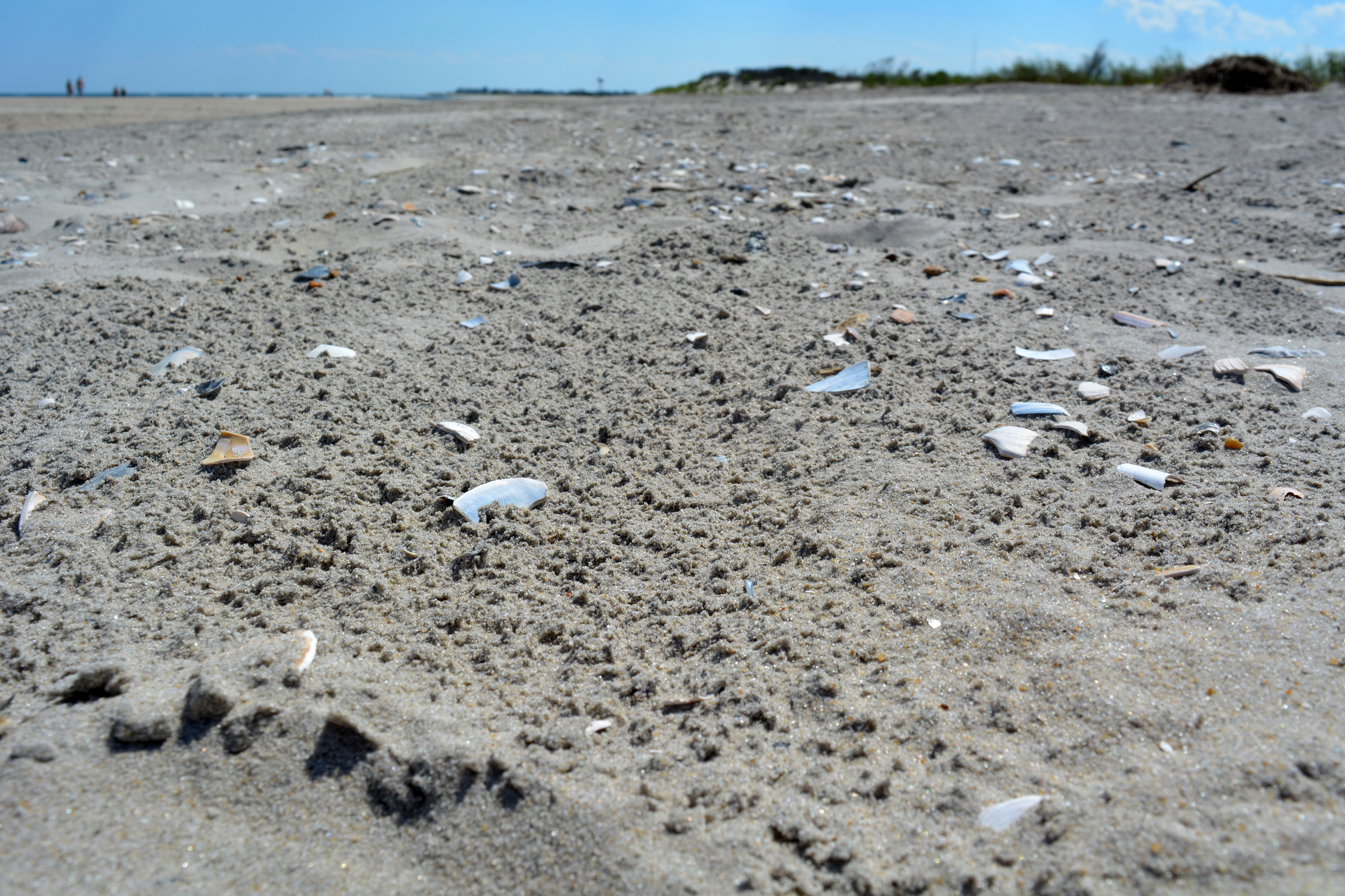 Sand and broken seashells on the beach