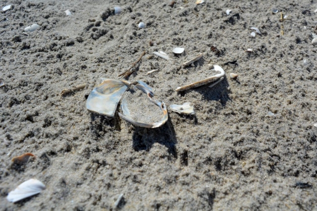 Broken seashells in the sand
