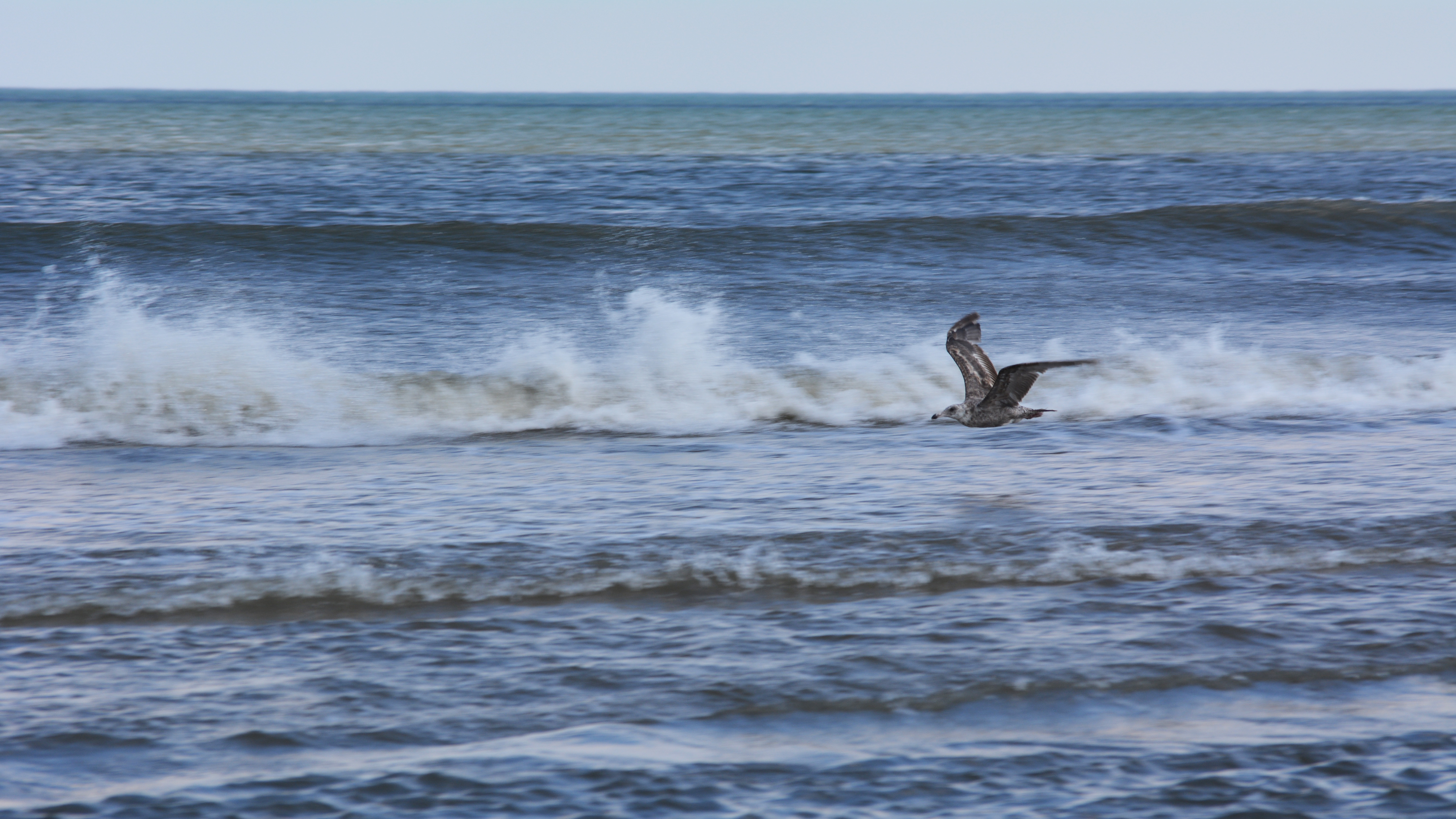 A seagull in flight with waves in the background