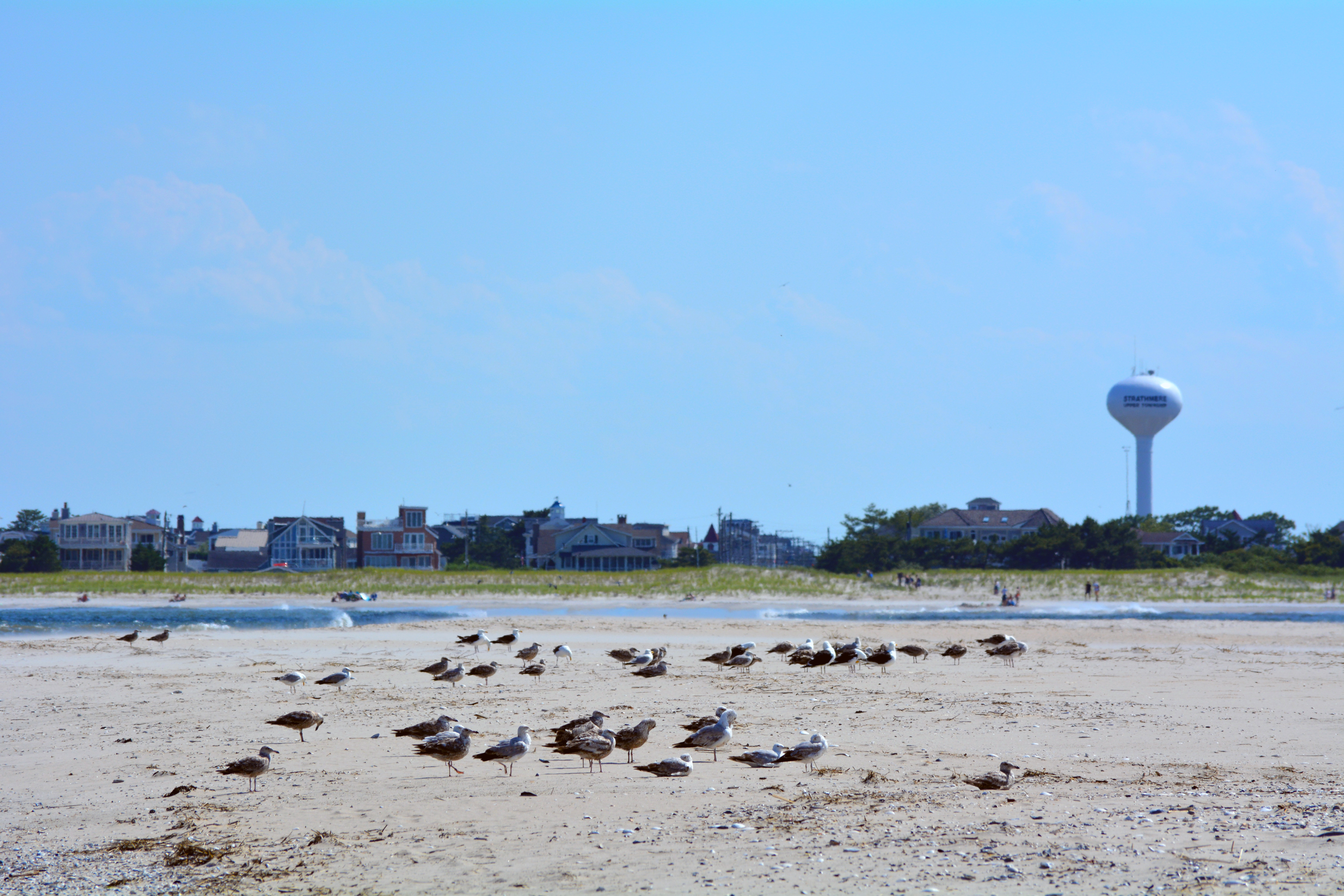 Seagulls on the beach in the foreground with beach houses in the background