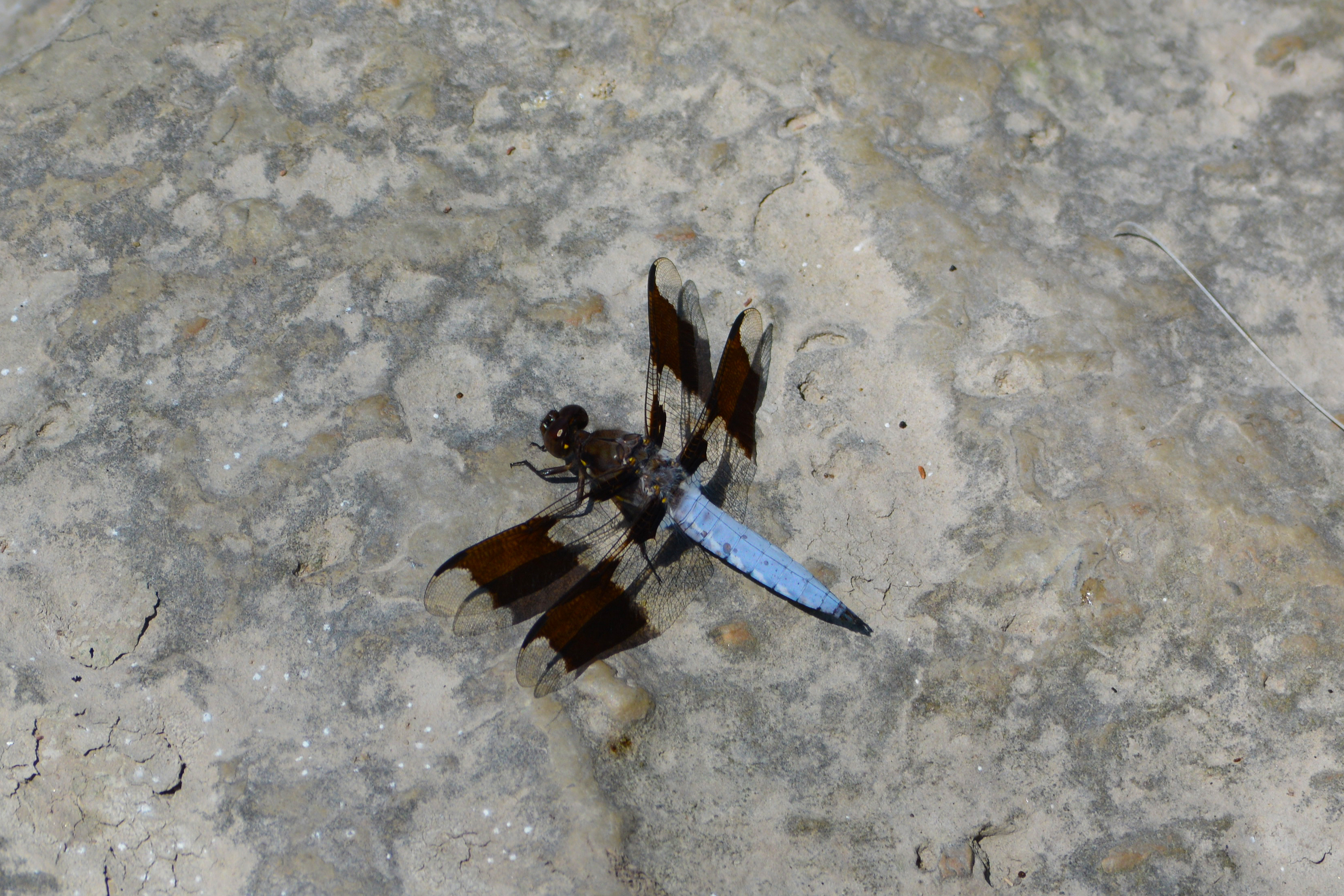 A dragonfly spotted on the shores of the Milwaukee River in Estabrook Park
