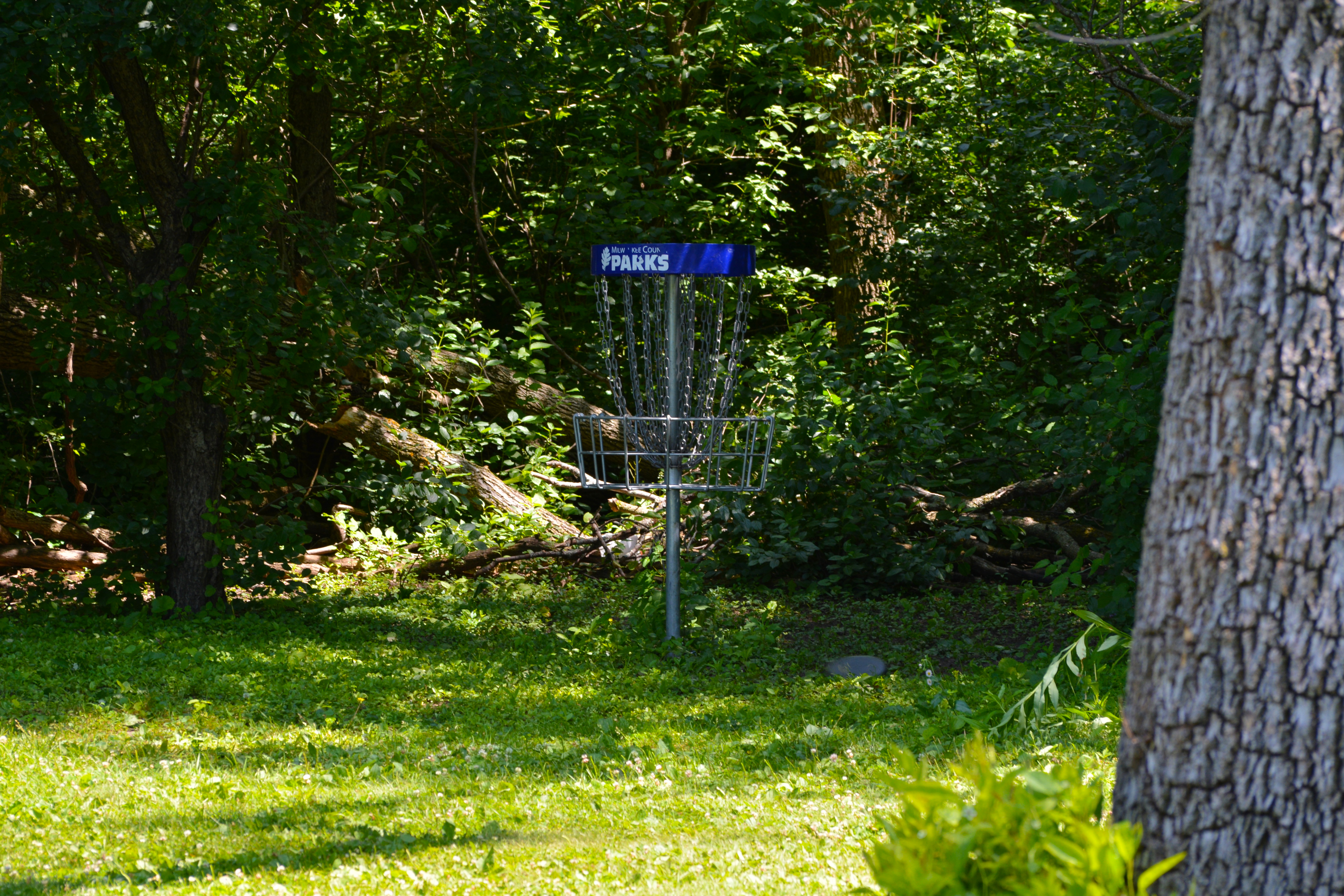 Disc Golf Hole in Estabrook Park