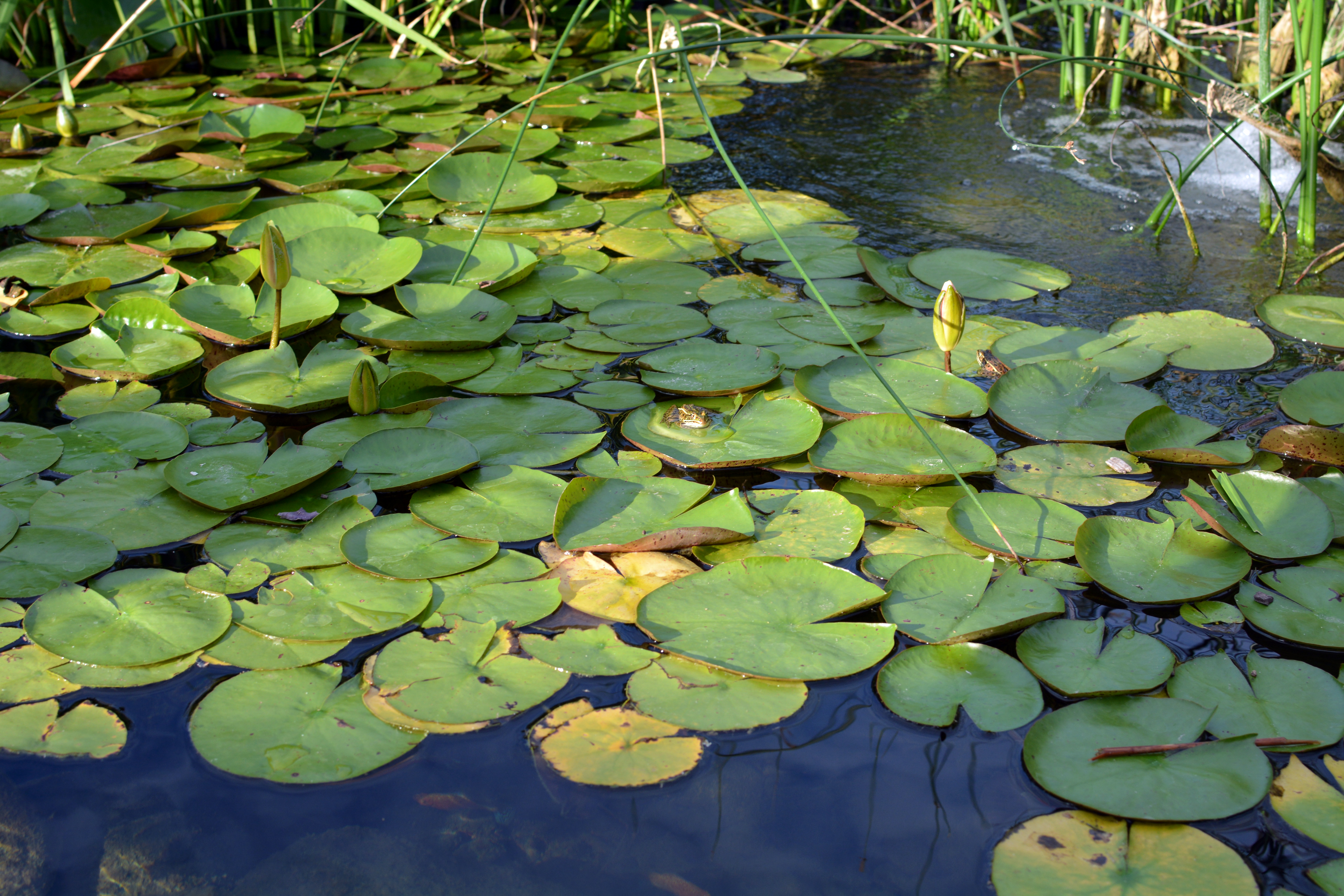 Lily Pads with Frogs