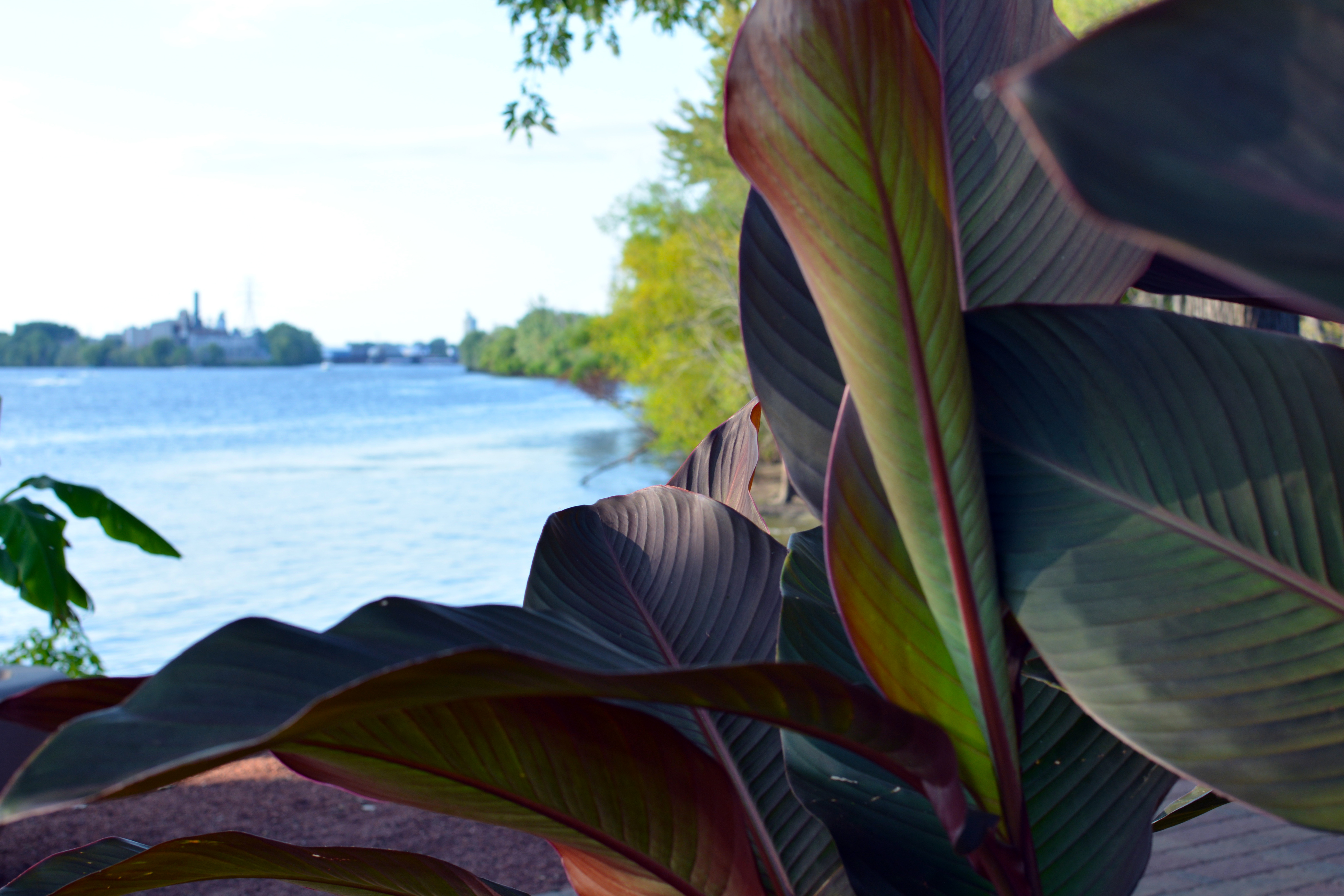 The view of the Mississippi river through leaves at the International Friendship Gardens