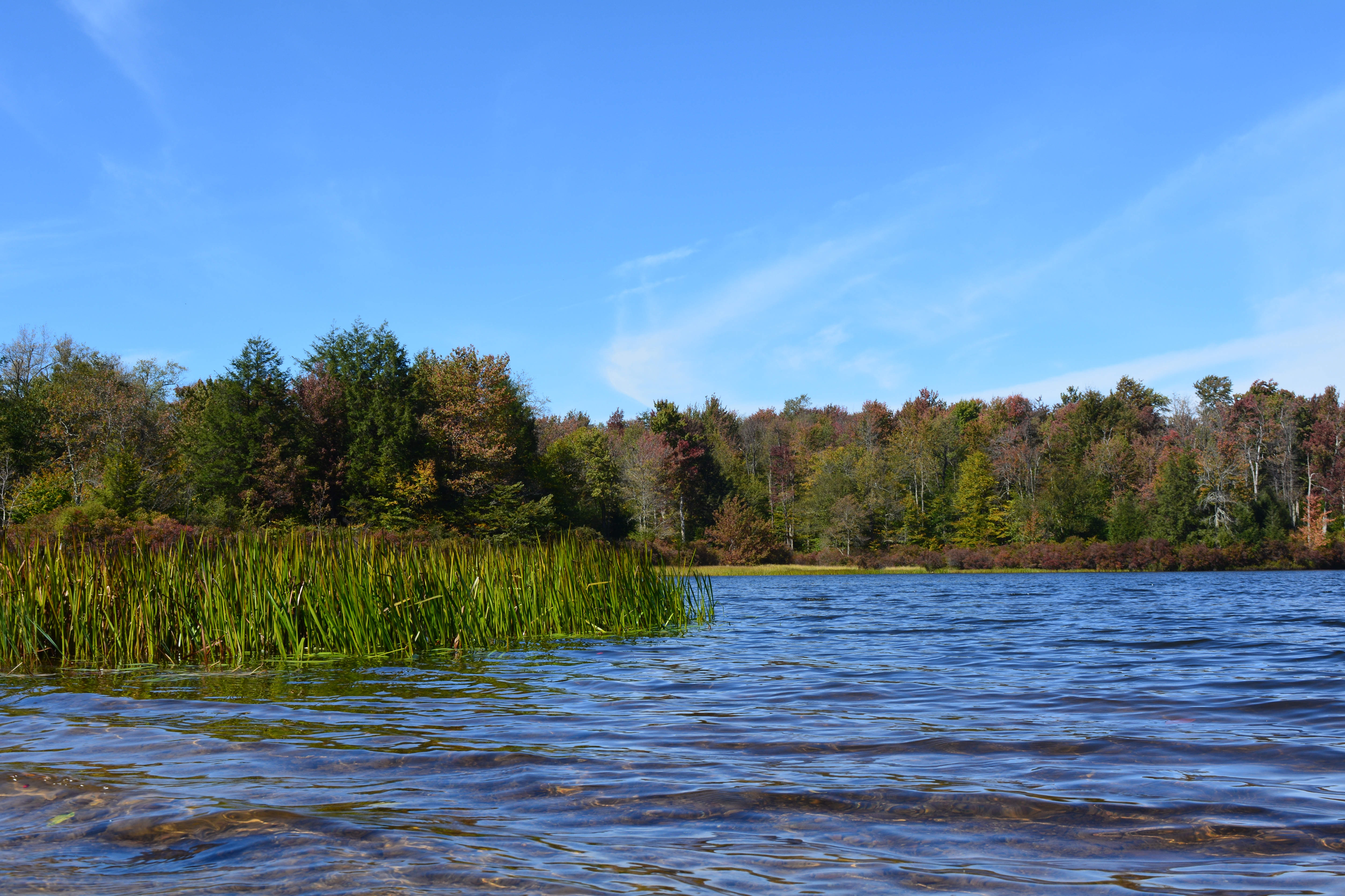 Lake at Ricketts Glen State Park with grass and fall colors