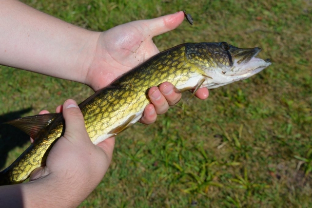 Pickerel caught at Rickett's Glen State Park