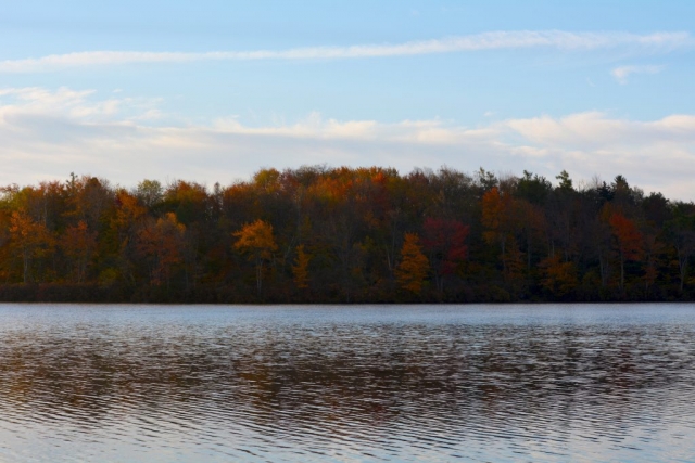 Colorful trees in the fall at Tobyhanna State Park