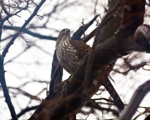 Hawk Photographed in North Philadelphia near Temple University
