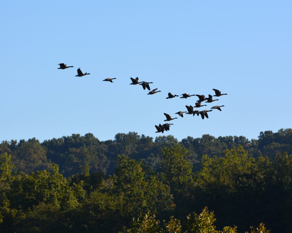 Geese flying in V formation over the Susquehanna River 